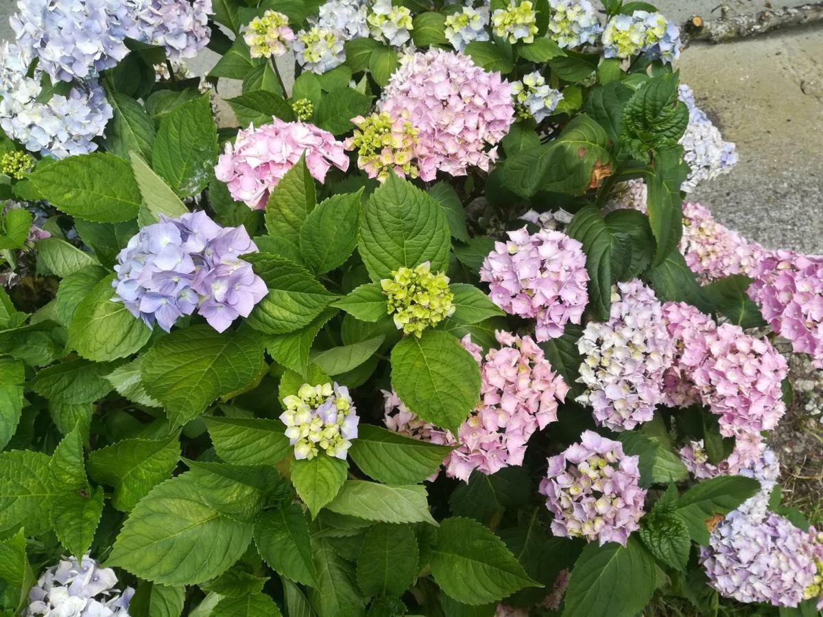 Le Clos Des Hortensias Toutainville Экстерьер фото